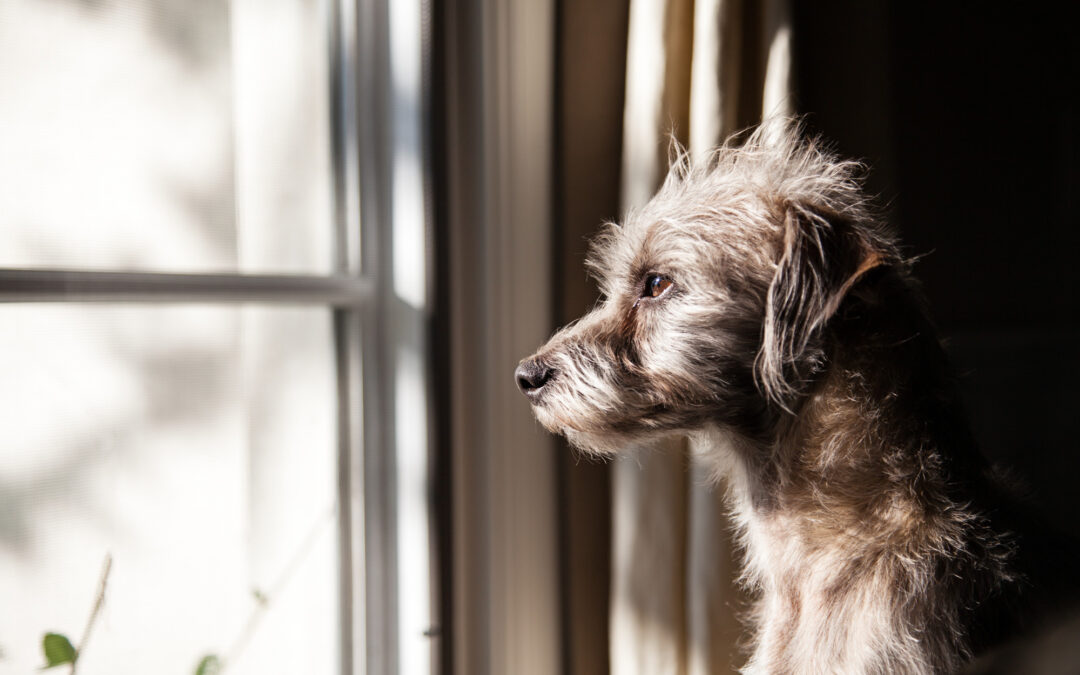 8 Ways to Help With Separation Anxiety in Dogs